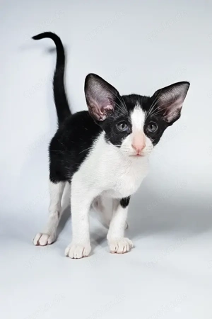 Ich bin Milka, ein dunkelhäutiges Mädchen mit weißem orientalischem Kurzhaarhaar.