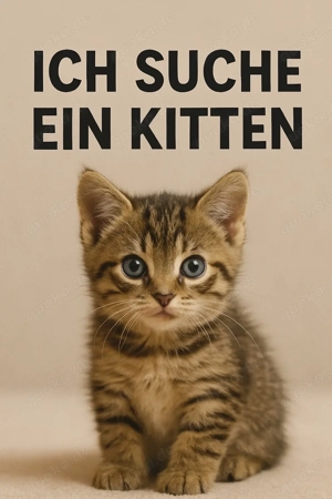 Suche Kitten (männlich, 3 5 Monate) bis 200   in 54516 Wittlich +50km