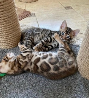 Wunderschöne und bezaubernde Kätzchen! WhatsApp: 015777944807  