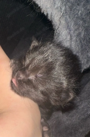 Kitten zuverkaufen, abgabe ab der 12ten woche.