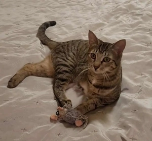 Tapfere Tracy sucht ihr geborgenes Für Immer -Zuhause