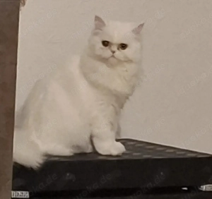 Perser Katze 