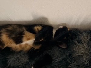 Katzenmädchen abzugeben  Bild 3