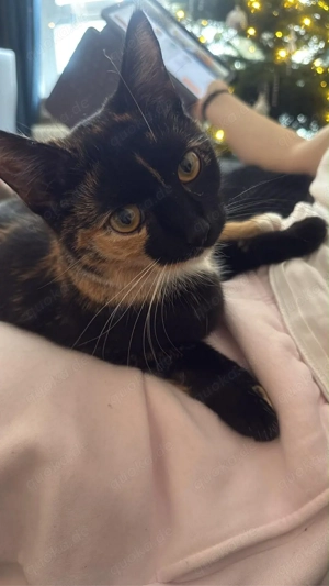 Katzenmädchen abzugeben  Bild 4