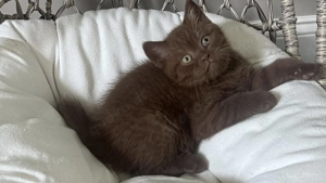 Wunderschöne Britisch Kurzhaar-Kätzchen (3 Monate) suchen ab sofort ihr Für-immer-Zuhause