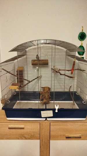 2 Zebrafinken  Pärchen