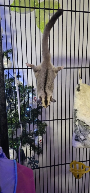 sugar glider Männchen 