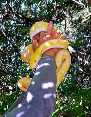 Netzpython (1,0 3m+)