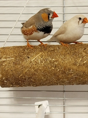 2 Zebrafinken  Pärchen Bild 2