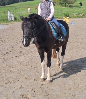 Shetty Pony PRE Stuten Beisteller Freizeit 