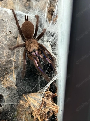 Vogelspinnen zu verkaufen