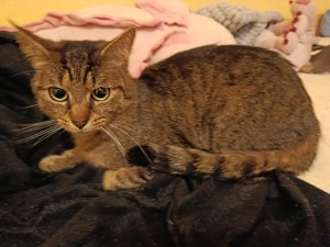 Abessienier kater mix 