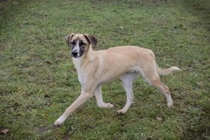 *GUNTER* - der liebe, sanfte, soziale und verspielte Junghund möchte nur seinen Menschen gefallen