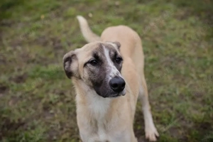 Chip 253362 - ein aktiver, sozialer und verspielter Junghund