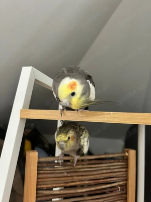 Handzahme Nymphensittich Pärchen Bild 4