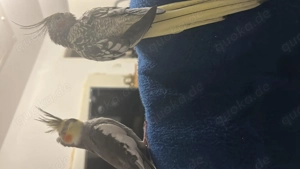 Handzahme Nymphensittich Pärchen Bild 2