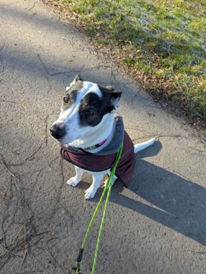 Jack Russel Mischlingsdame Fee sucht neues Zuhause 