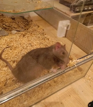 3 Ratten ausgewachsen 