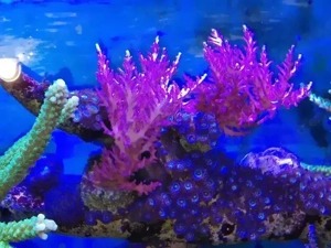 Acropora Steinkorallen Meerwasser