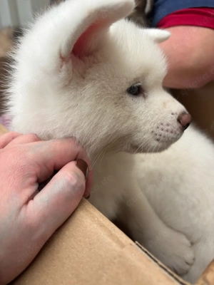 Akita Inu noch 4 Welpen