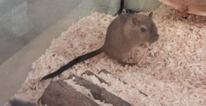 Zahme 2 Wüstenrennmäuse 1 Jahr suchen liebevolles artgerechtes Zuhause!