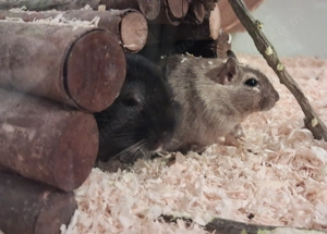 Pit und Paul 2 zahme Wüstenrennmäuse 1 Jahr suchen liebevolles artgerechtes Zuhause!