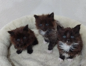 Maine Coon Kitten reinrassig