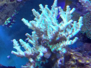 Acropora Steinkorallen und Gorgonien