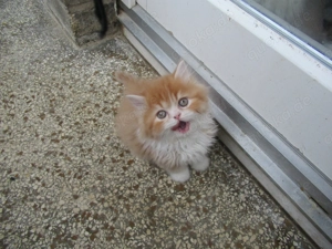 Neuen Dosenöffner gesucht von British Langhaar- baby