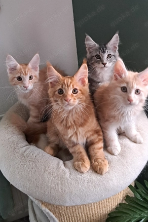Maine Coon Kätzchen 