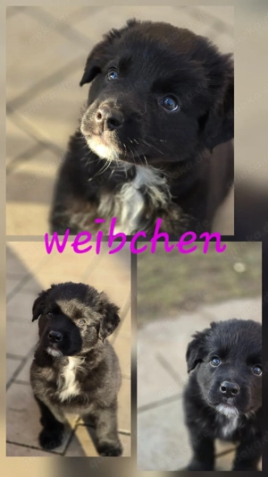 AustralianShepherd Bordercollie Welpen 