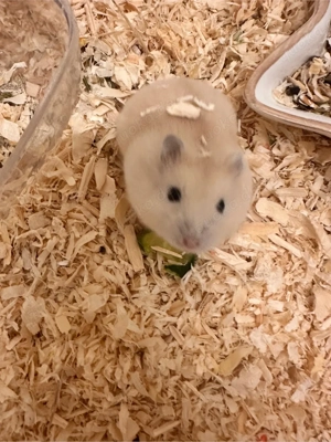 Handzahm Hamsterbaby sucht neues zuhaus