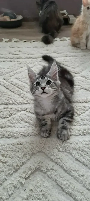 Maine Coon Kätzchen 