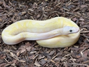 königspython 0.1 Super Pastel Fire Lesser Stranger Clown 
