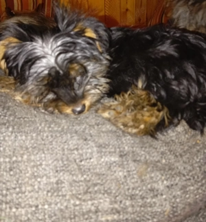 yorki Welpe 
