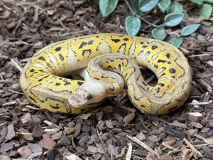 0.1 Pastel Stranger Clown Königspython