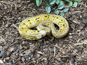 Osterspecial! 0.1 Pastel Stranger Clown Königspython Bild 2