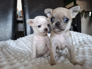 Chihuahua-Hündinnen