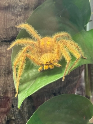 Heteropoda davidbowie