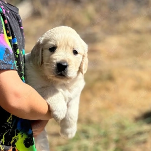 Golden-Retriever-Welpen
