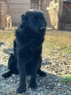 Chandler sucht sein für immer Körbchen 