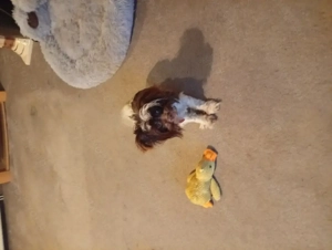 Biewer Yorkshire Terrier