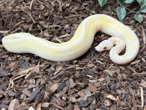 königspython 0.1 Super Pastel Fire Lesser Stranger Clown