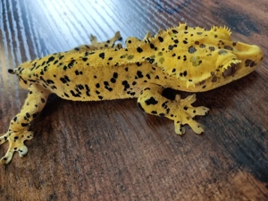 1.0 Superdalmatien Kronengecko  Bild 2