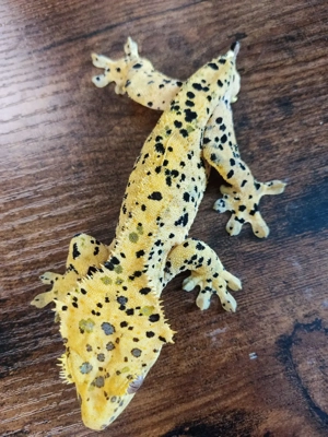 1.0 Superdalmatien Kronengecko  Bild 3