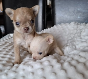 Chihuahua Jungs