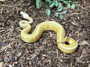 1.0 Super Pastel Fire Stranger Clown  Königspython