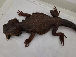 Original Red Monster Bartagamen Bock Pogona-Vitticeps 