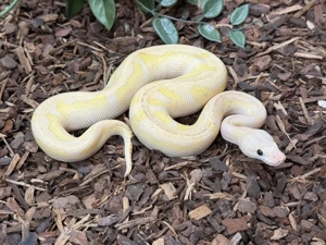 Osterspecial! königspython 1.0 Super Pastel Lesser Stranger Clown Bild 2