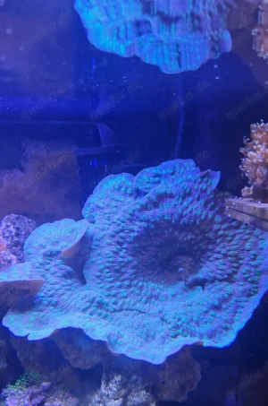 Echinopora lamellosa